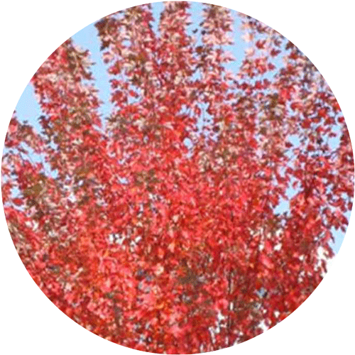 A Sun Valley Maple tree with bright red leaves.